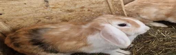 Dwarf Lop rabbits for sale: Friendly, lovely, laidback dwarf lop girls🐰🥰 - Advert 23