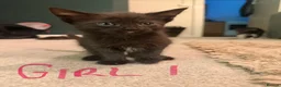 Mixed Breed cats for sale: Beautiful Kittens  - Advert 6