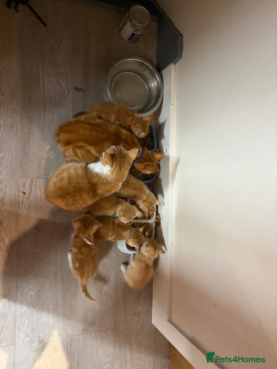 Mixed Breed cats for sale: Ginger and white kittens  - Advert 1