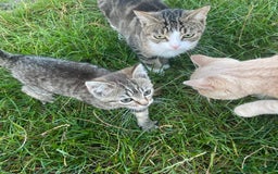 British Shorthair cats for sale: *One Gorgeous Tabby Girl Left* - Image 6