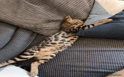Bengal cats for sale: Male Bengal kitten  - Image 2