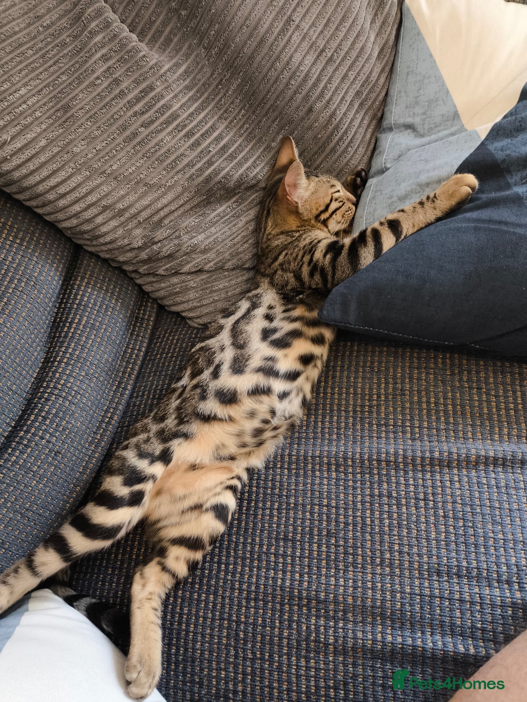 Bengal cats for sale: Male Bengal kitten  - Image 2