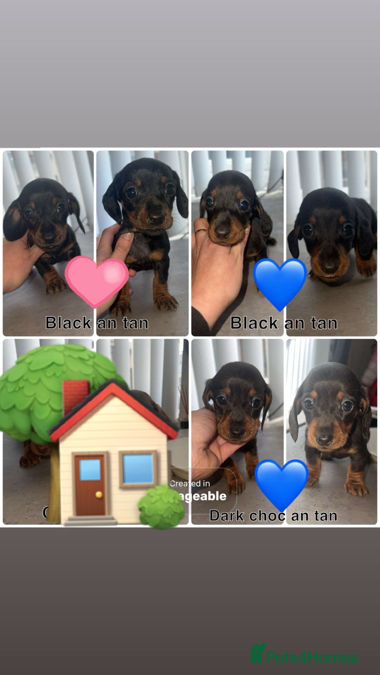Dachshund dogs ✨Mini Dachshunds 👀 for forever 🏡 £800✨ - Advert 2