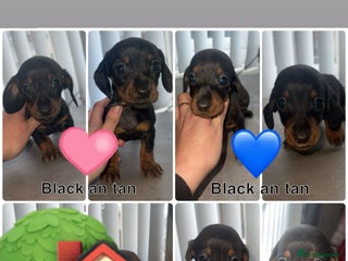 Dachshund dogs ✨Dachshunds 👀 for forever 🏡 £900 ONO✨ - Advert 10