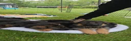 German Shepherd dogs for sale: Five lovely German shepherd puppies ready now  in Bath - Advert 7