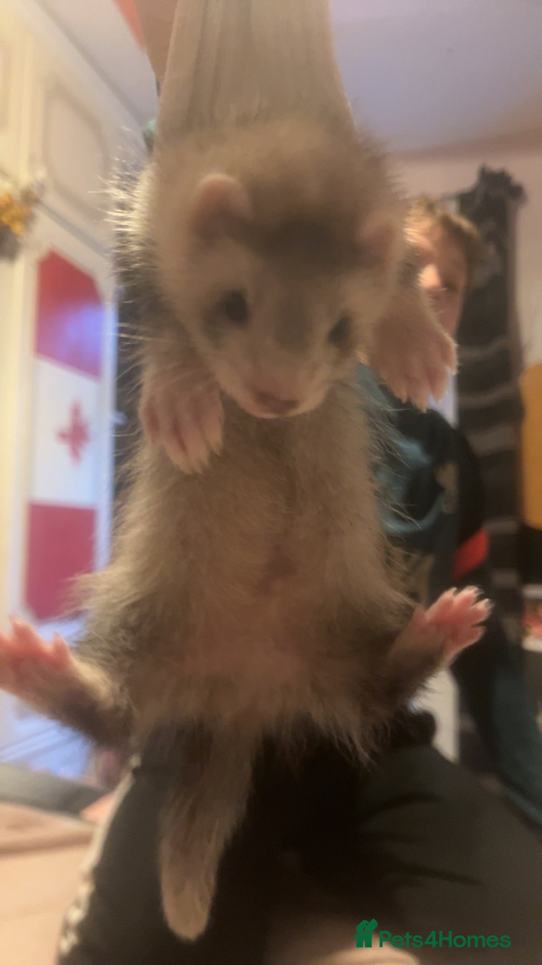 Ferret rodents for sale: Sparky, Male Ferret - Image 6