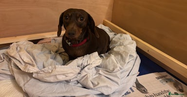 Dachshund dogs Adorable mini dachshund puppies for sale - Advert 2