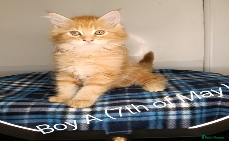 Maine Coon cats - Advert 4