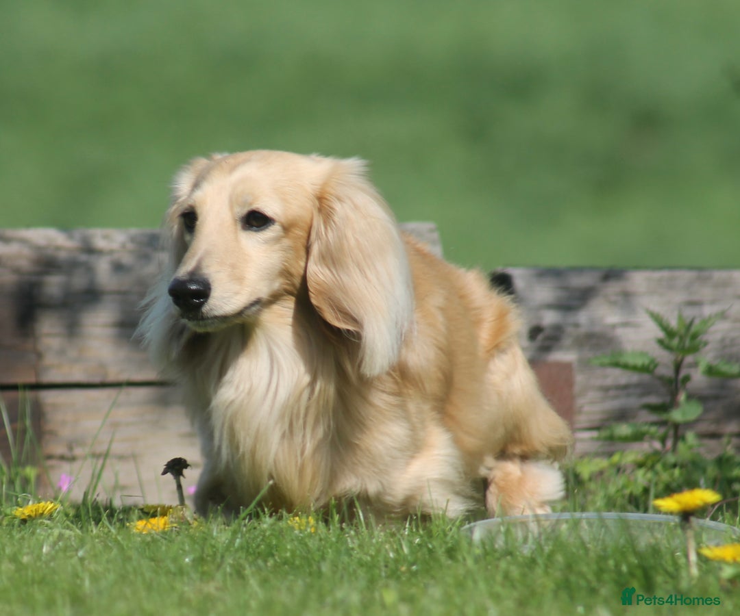 Miniature Dachshund dogs for stud:  Cream i/i long haired Miniature Dachshund  in Newton Abbot - Advert 22