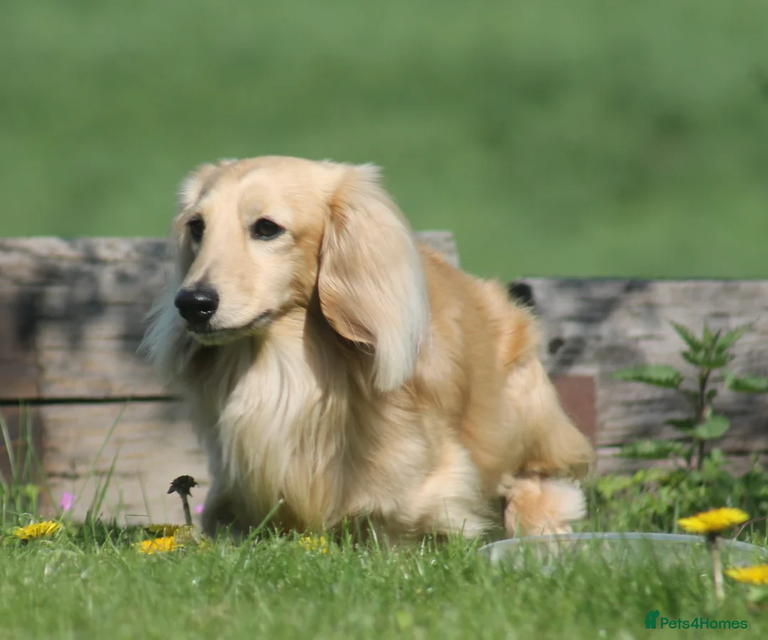 Miniature Dachshund dogs for stud:  Cream i/i long haired Miniature Dachshund  in Newton Abbot - Advert 22