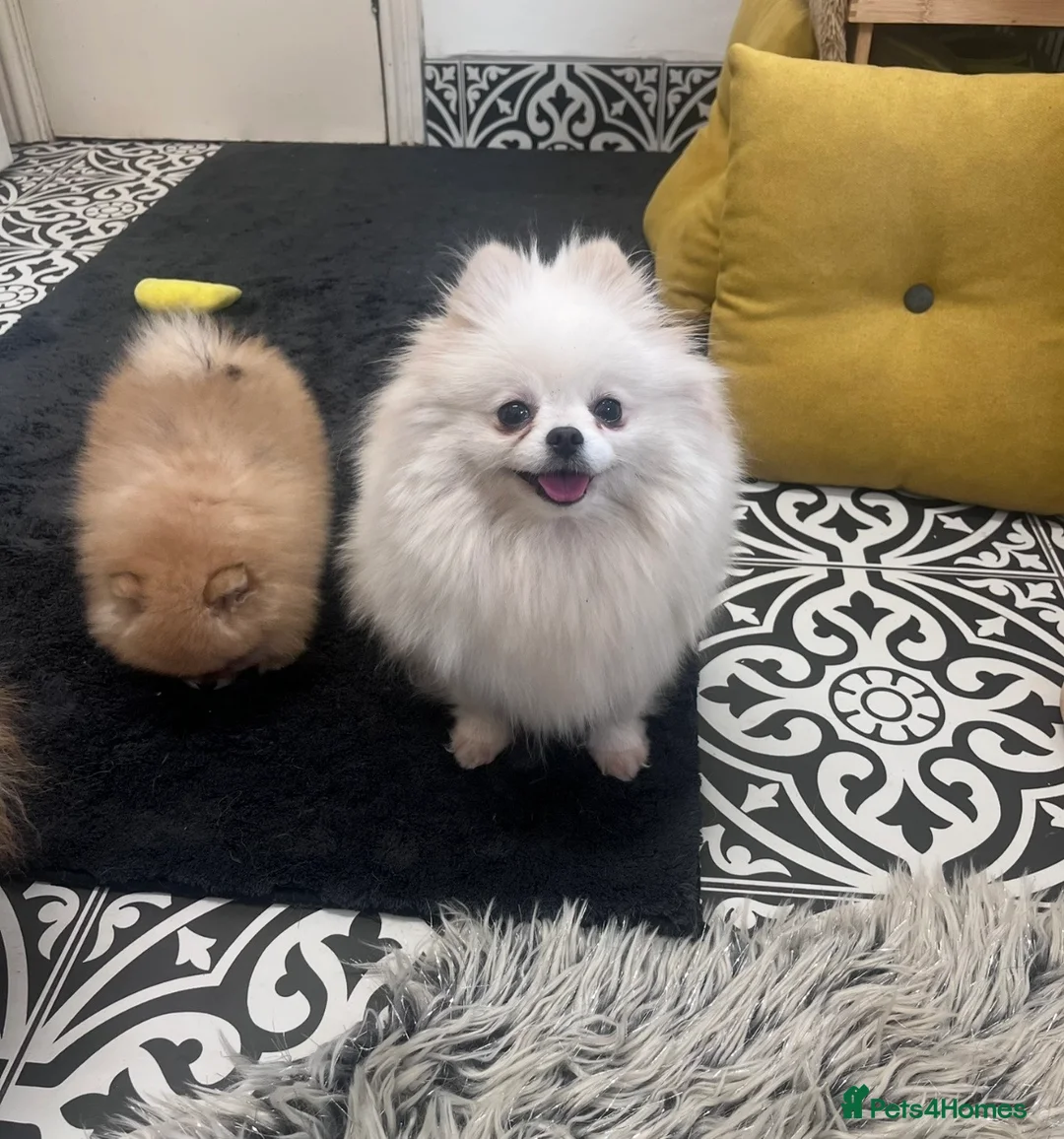 Pomeranian dogs for sale: 🐾Outstanding 🐻KC Registered  - Advert 26