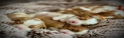 Cavalier King Charles Spaniel dogs for sale: Pedigree KC registered Cavalier Pupies - Advert 3
