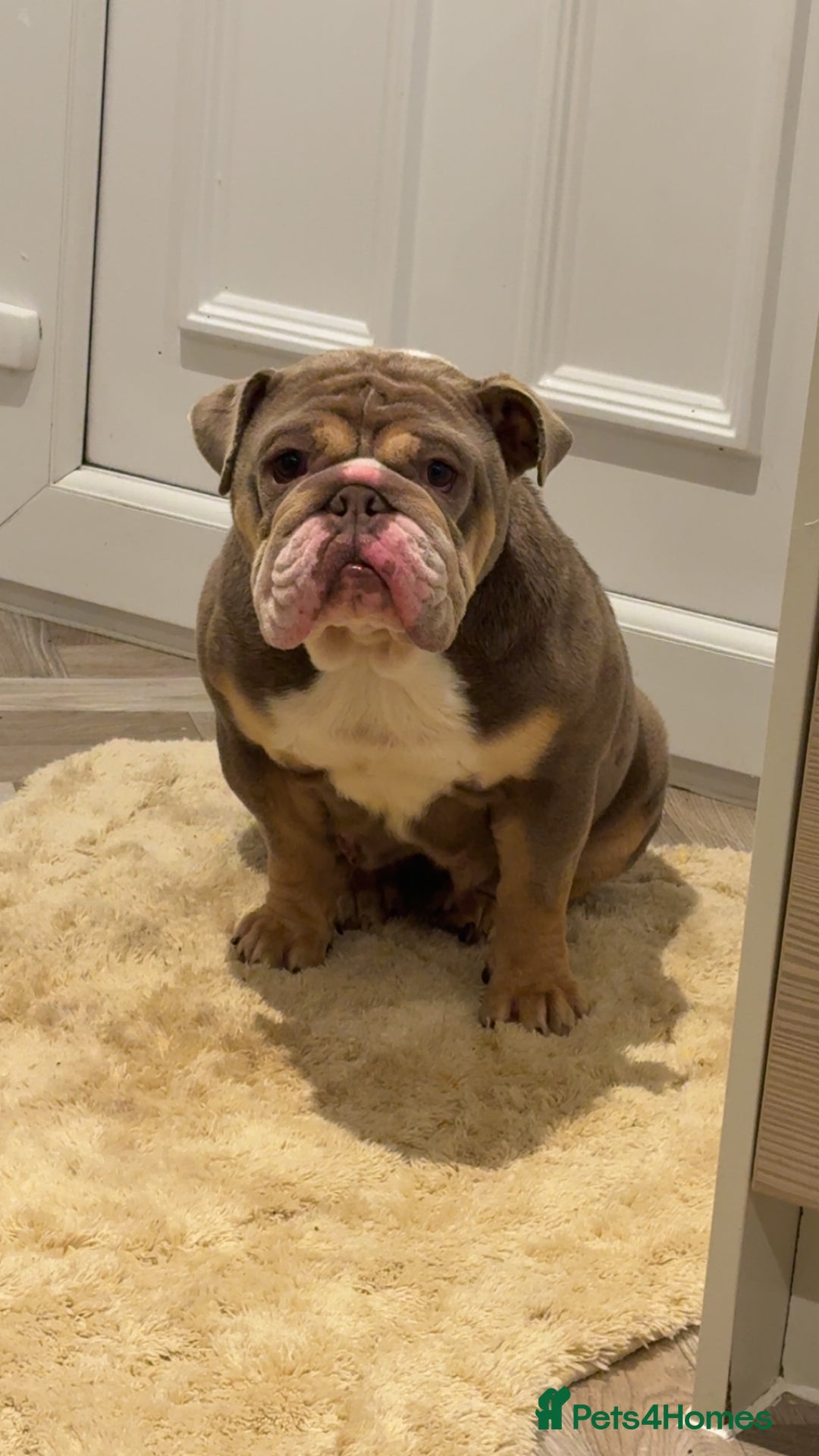 English Bulldog dogs for sale: Female british bulldog - Advert 3