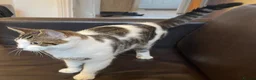 American Shorthair cats for sale: Milo kitten - Advert 4
