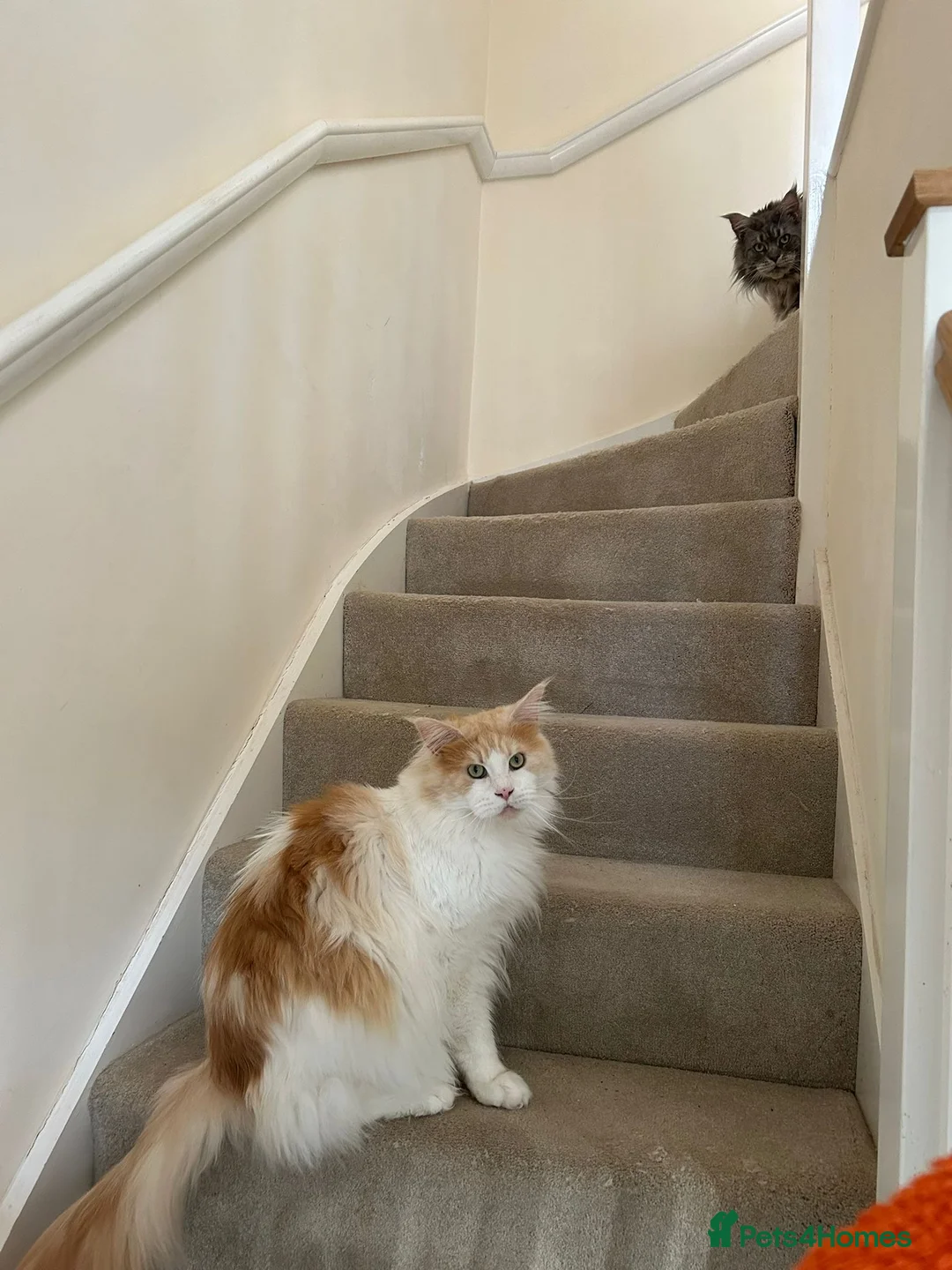 Maine Coon cats for sale: 5 and 5 1/2 year old Maine Coons - Advert 4