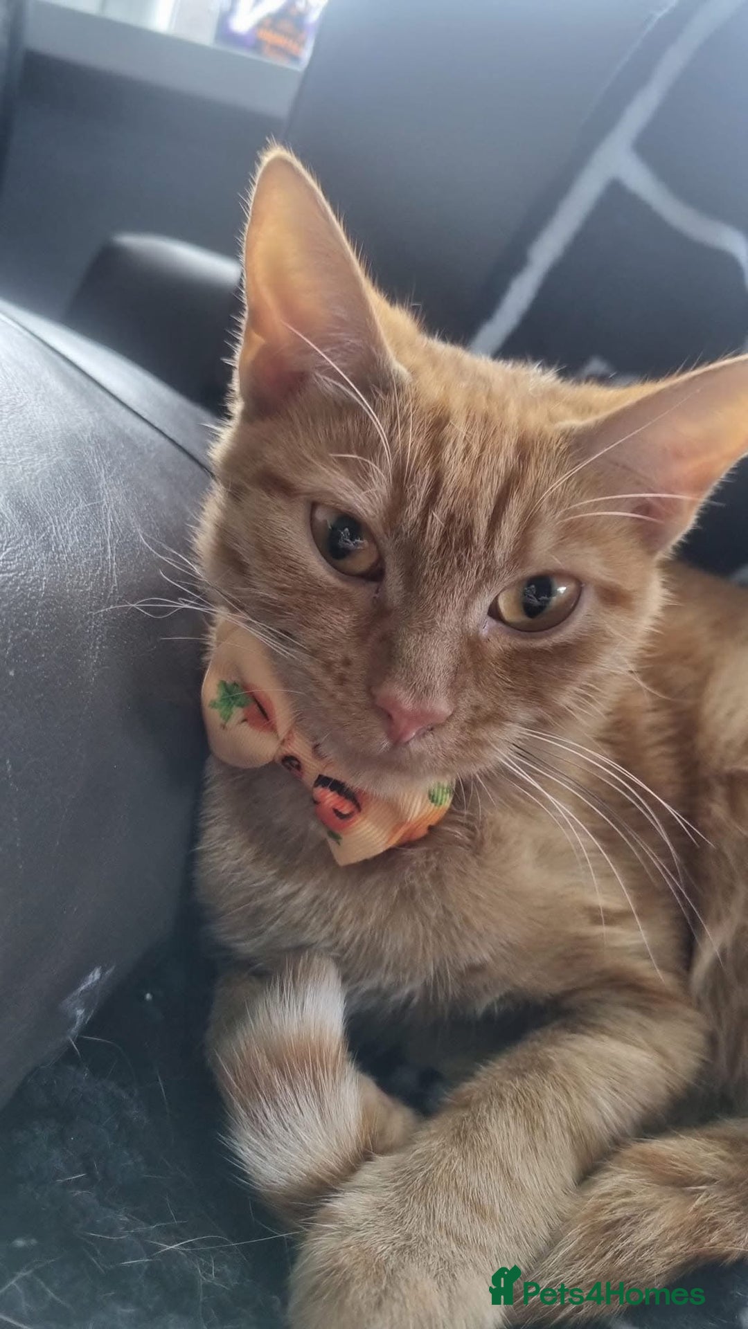 Domestic Shorthair cats for sale: Full ginger female  - Advert 3