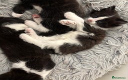 Mixed Breed cats for sale: Cat and kittens  - Image 6
