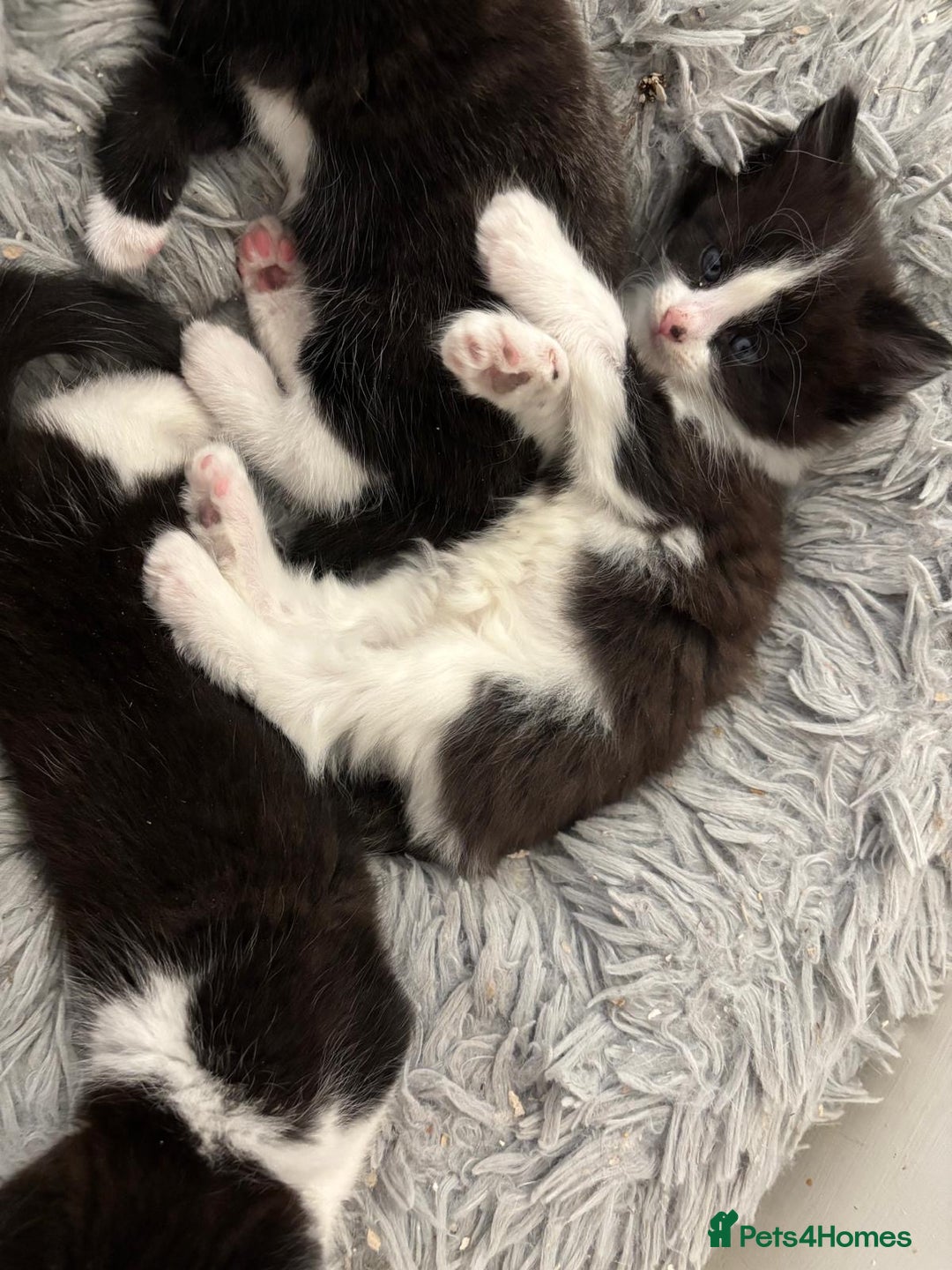 Mixed Breed cats for sale: Cat and kittens  - Image 6