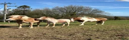 Haflinger horses for sale: Gorgeous yearling filly for sale  - Advert 4