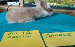 English rabbits for sale: Rabbits for sale , various sexes avaliable  - Image 17