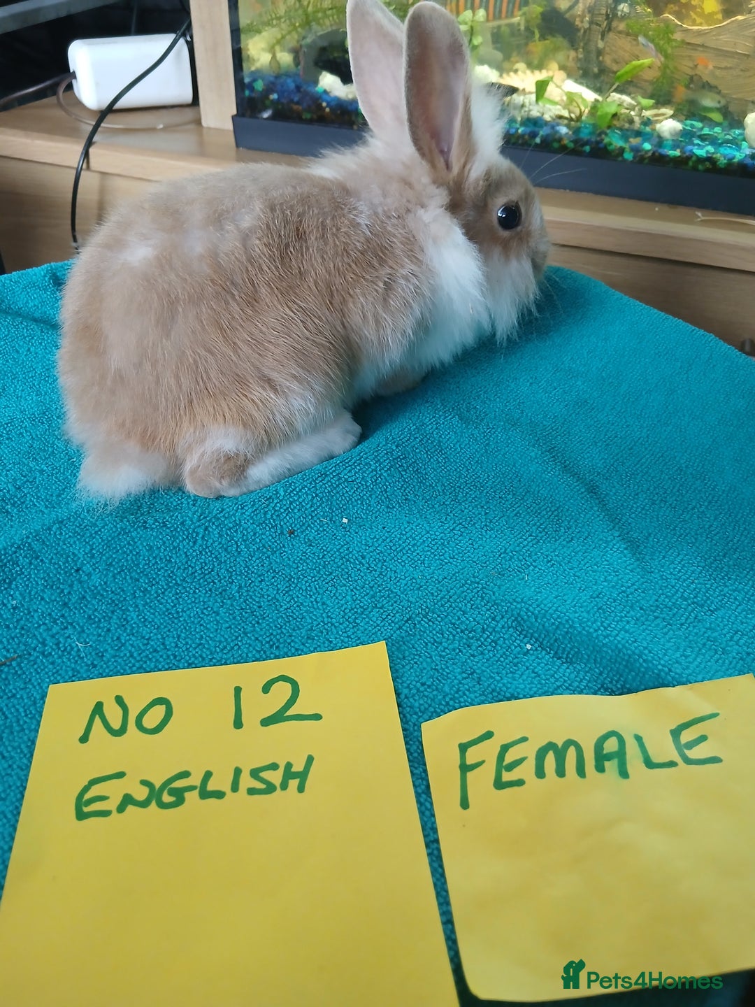 English rabbits for sale: Rabbits for sale , various sexes avaliable  - Image 17