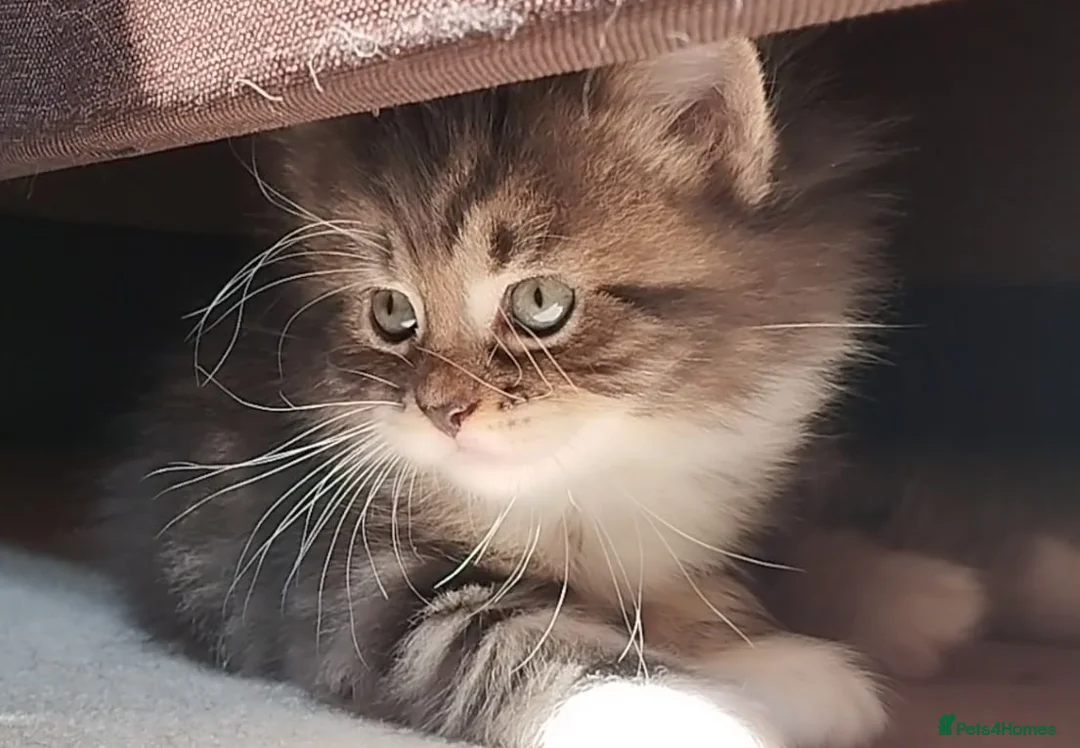 Mixed Breed cats for sale: 3 beautiful kittens looking for a forever home - Advert 2