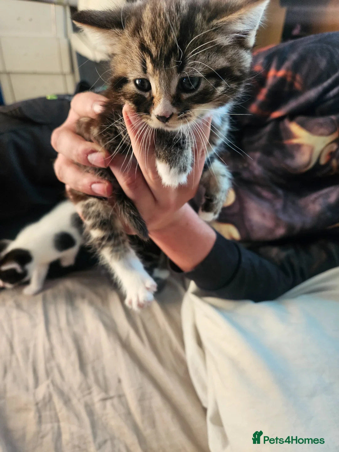 American Shorthair cats for sale: American Shorthair Kittens  - Advert 2