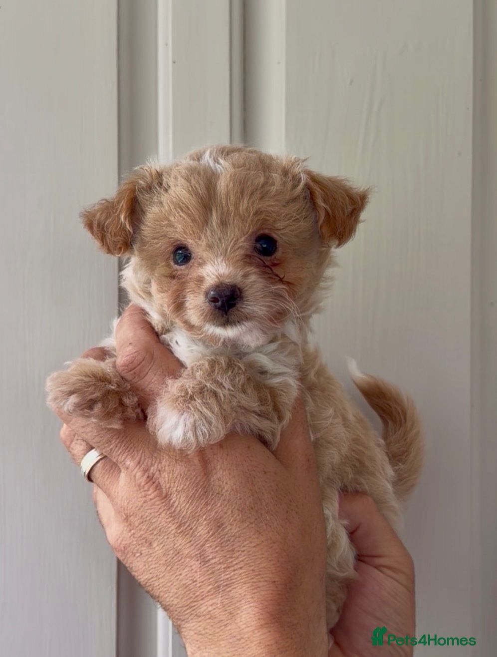 Chipoo dogs Gorgeous Chipoo puppies ❤️ - Advert 2