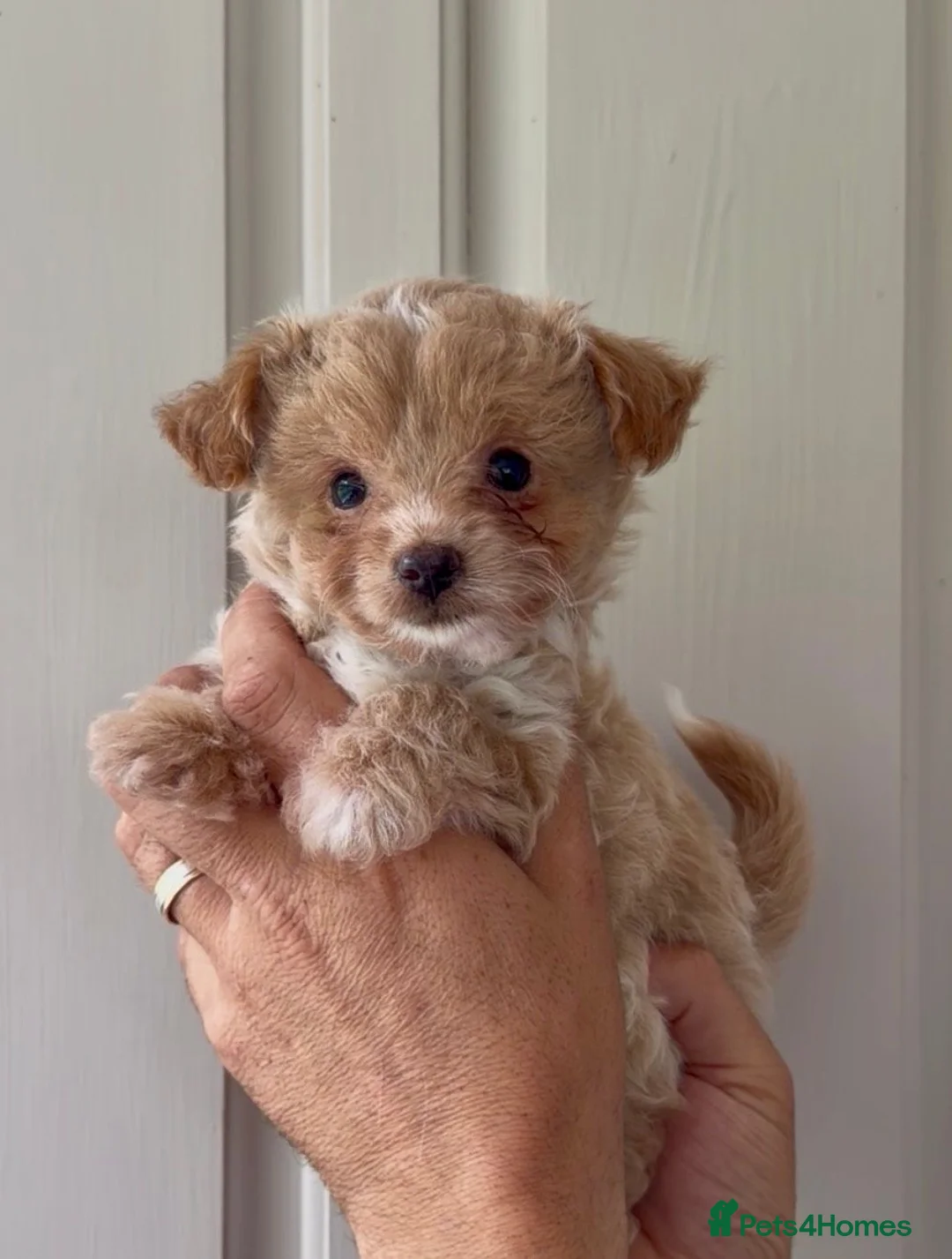 Chipoo dogs for sale: Gorgeous Chipoo puppies ❤️ in Windsor - Advert 2
