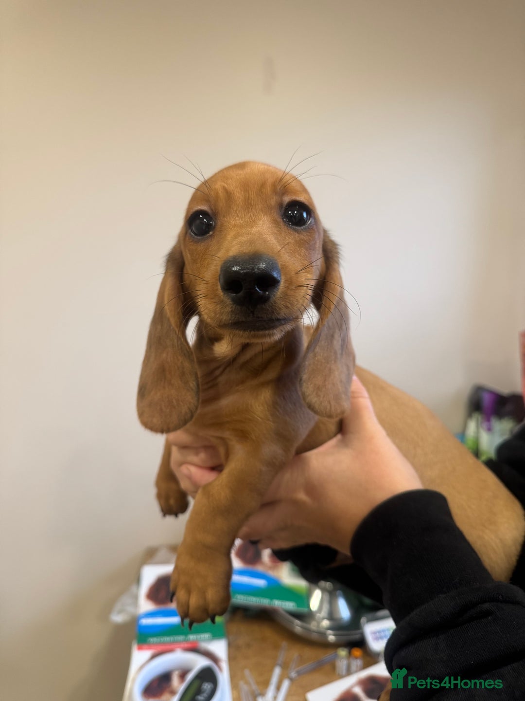 Miniature Dachshund dogs for sale: Daschunds puppies  - Advert 7