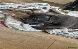 Staffordshire Bull Terrier dogs for sale: 3 playful, lively chunky puppies - Image 3