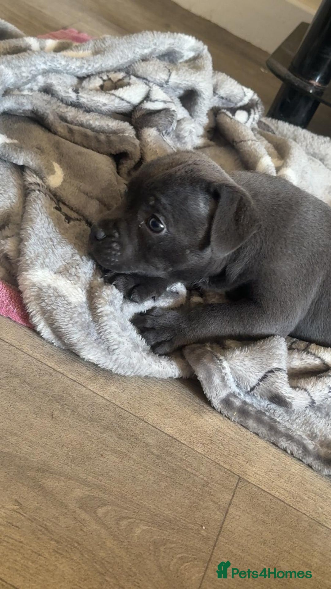 Staffordshire Bull Terrier dogs for sale: 3 playful, lively chunky puppies - Image 3