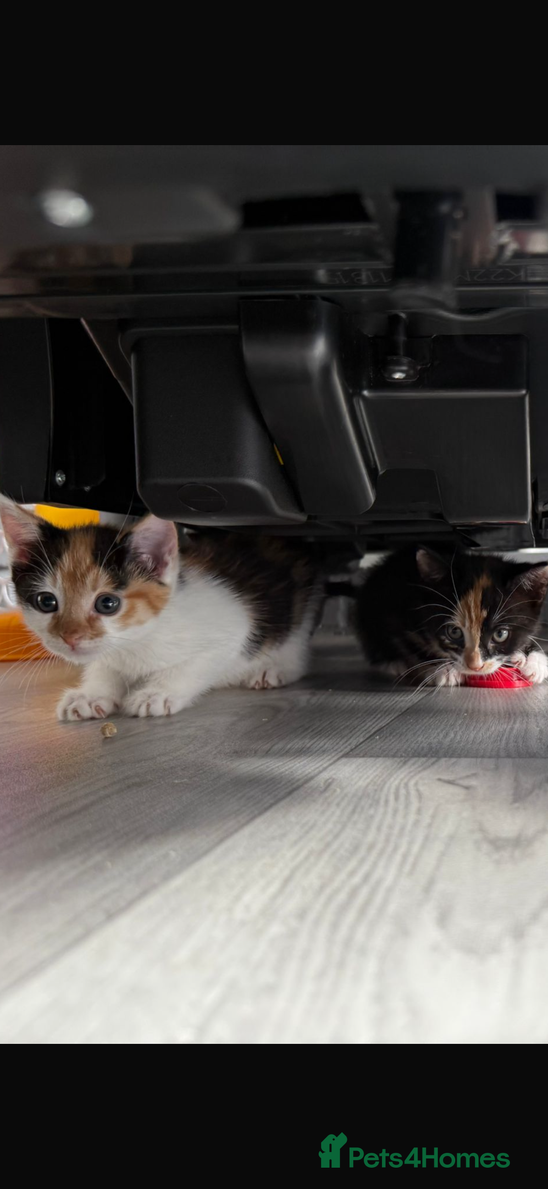 Mixed Breed cats for sale: Beautiful litter of kittens  - Image 7