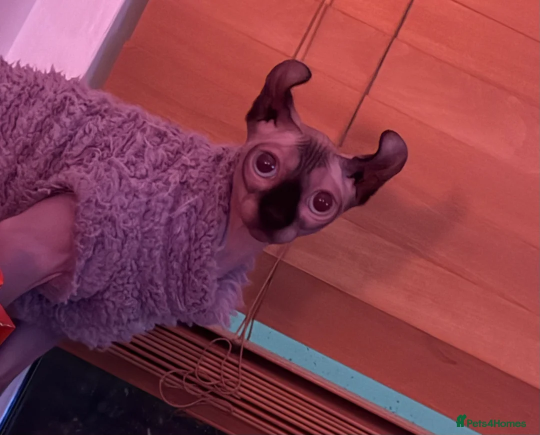 Sphynx cats for stud: Looking for Stud - Advert 2
