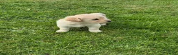 Golden Retriever dogs for sale: KC Registered Golden Retrievers- DNA Health Tested - Advert 10