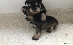 Miniature Schnauzer dogs for sale: Fully Health Tested KC Reg Mini Schnauzer pups - Image 11
