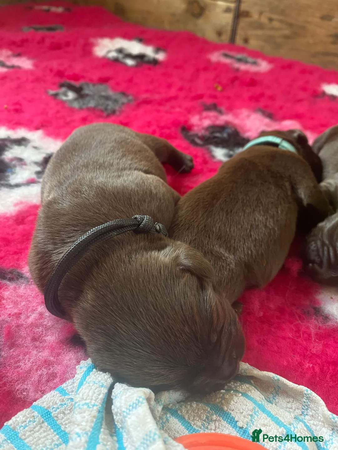 Labrador Retriever dogs for sale: KC Reg Chocolate Labrador Pups Excellent Pedigree  - Advert 2