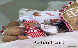 Mixed Breed cats for sale: Beautiful kittens 8 weeks old  - Advert 5