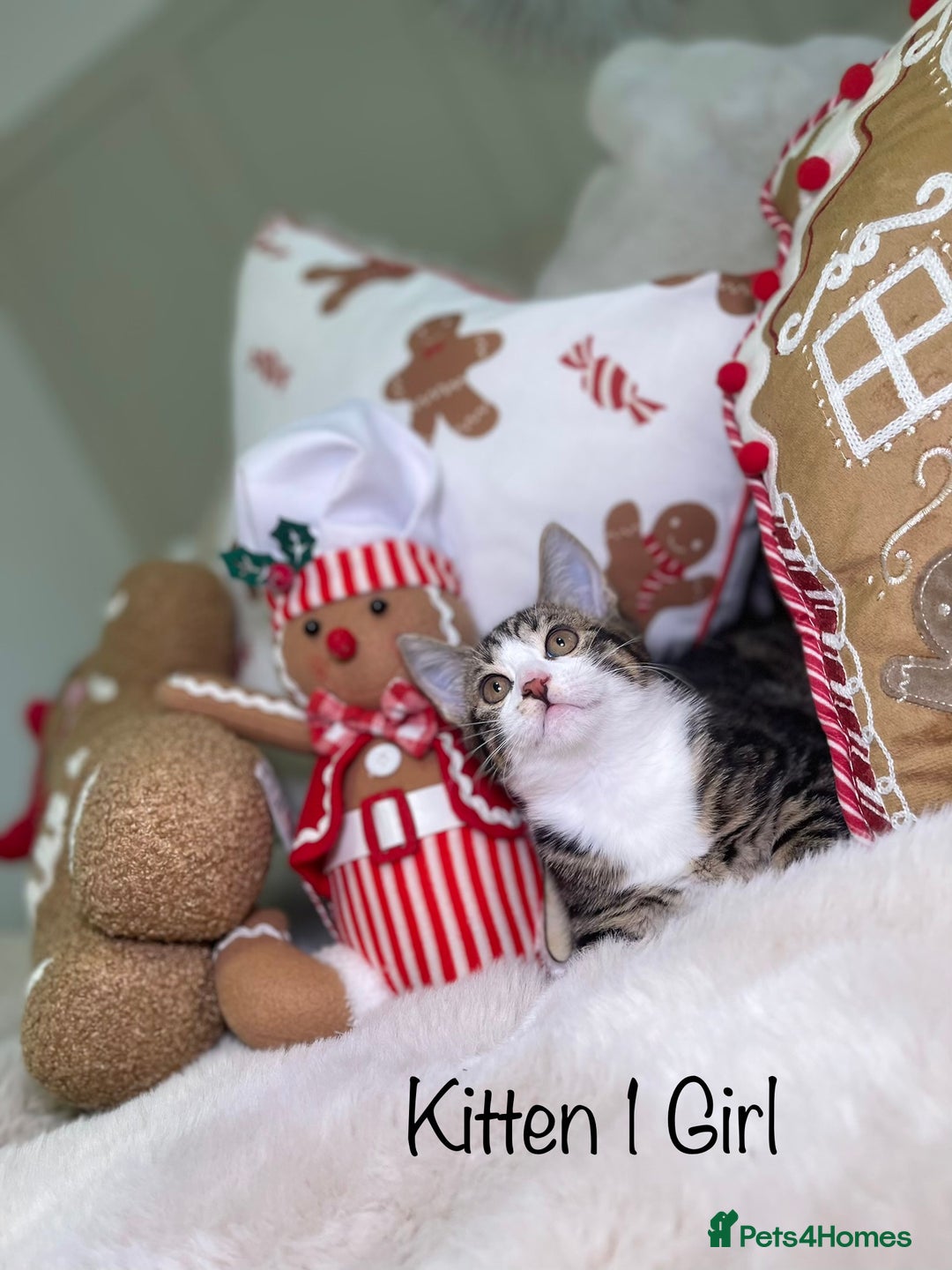 Mixed Breed cats for sale: Beautiful kittens 8 weeks old  - Advert 5