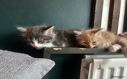 British Longhair cats for sale:  Boy and girl kitten for sale  - Image 2