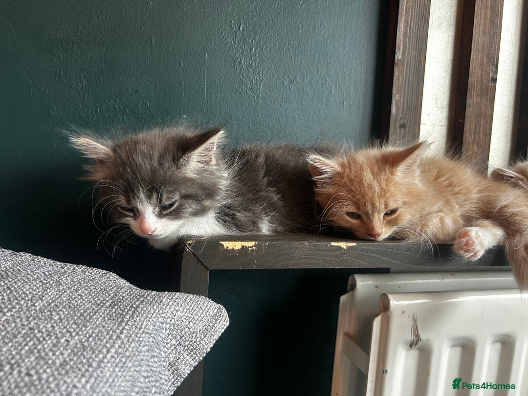 British Longhair cats for sale:  Boy and girl kitten for sale  - Image 2