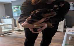 Rottweiler dogs for sale: Stunning Rottweiler pups  - Image 18