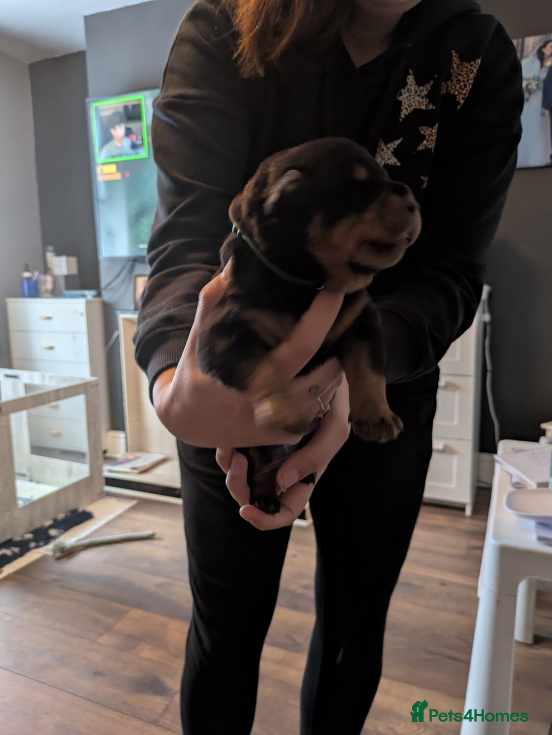 Rottweiler dogs for sale: Stunning Rottweiler pups  - Image 18