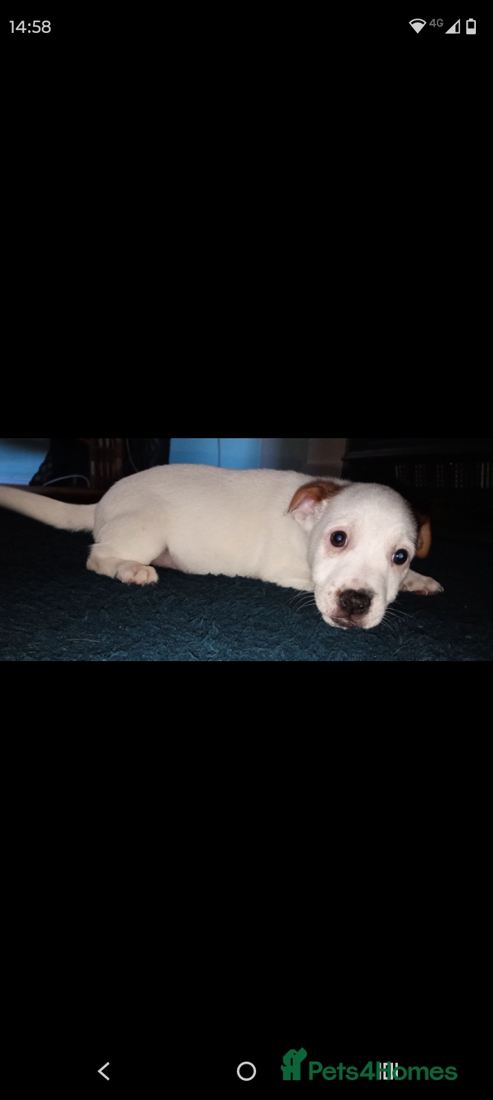 Jack Russell dogs Stunning jack russell puppies - Advert 13