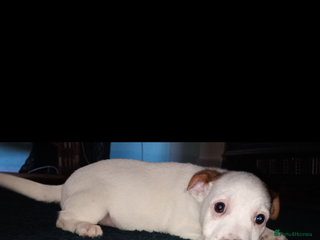 Jack Russell dogs Stunning jack russell puppies - Advert 15