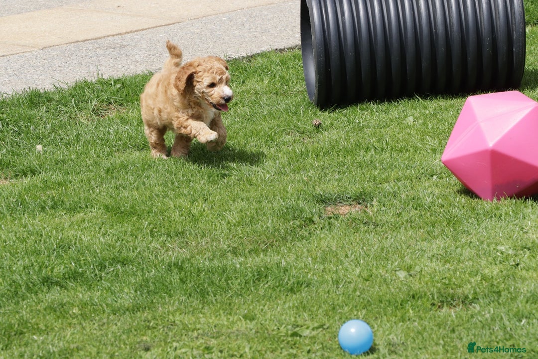 Cockapoo dogs for sale: Beautiful Cockapoo puppies for sale - Image 10