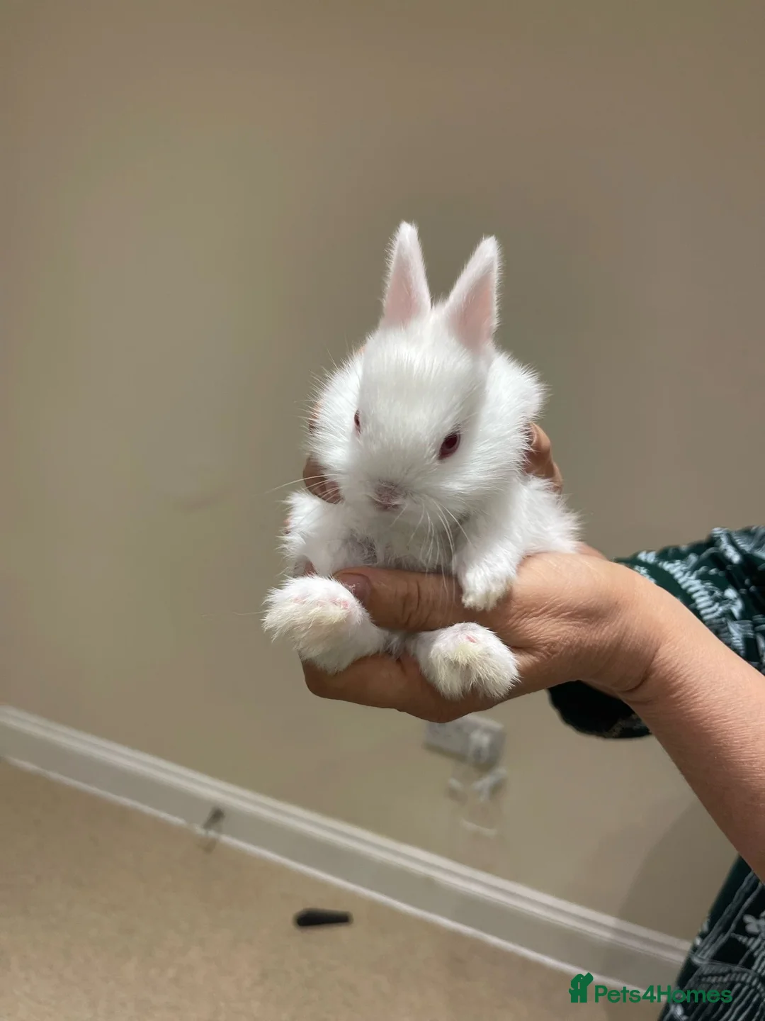 Netherland Dwarf rabbits for sale: Pure Netherland Dwarfs  - Advert 1