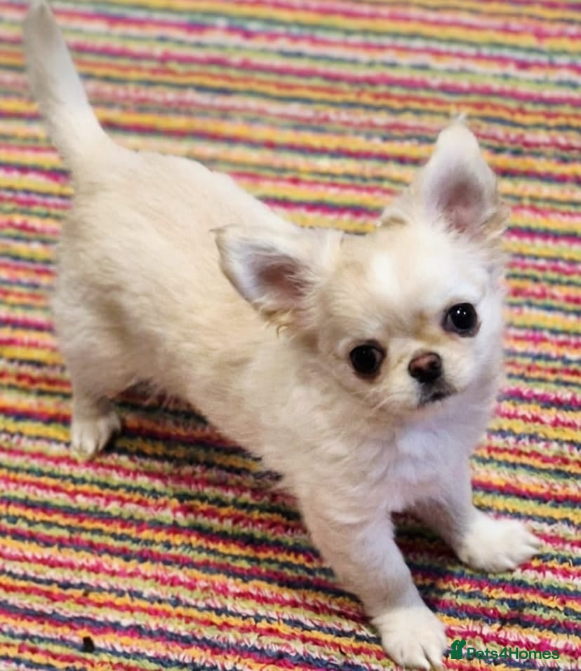 Chihuahua dogs Amazing Cream Longcoat Chihuahua Puppy. - Advert 2