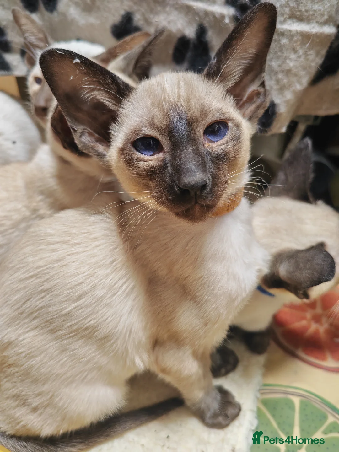 Siamese cats for sale: GCCF Siamese Kittens - Boys - Vaccinated & Chipped - Advert 5