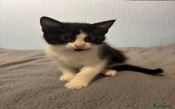 Mixed Breed cats for sale: 🖤🐱Kittens - Only 2 boys left! (Ready now)🐱🖤 in Bridgend - Image 7